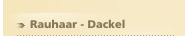 Rauhaar - Dackel